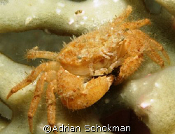 Another Macro Beauty from Redang Island.  Olympus E-330 +... by Adrian Schokman 